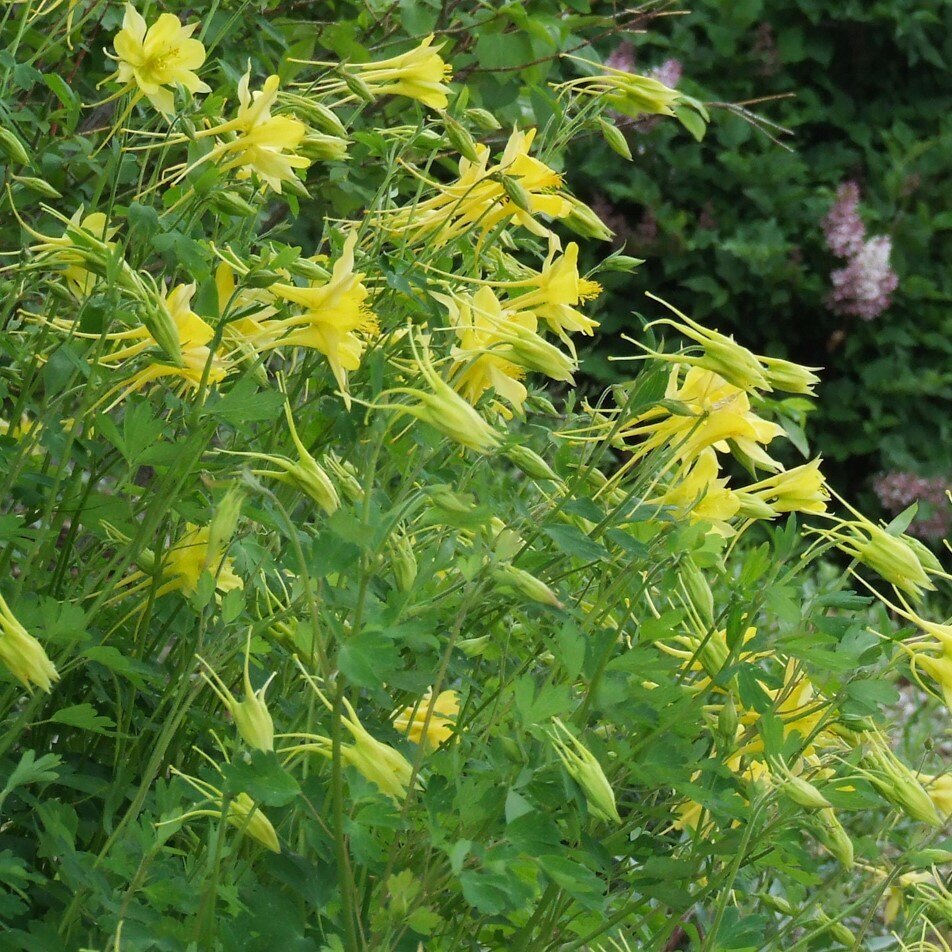 Yellow columbine flowers with green foliage.