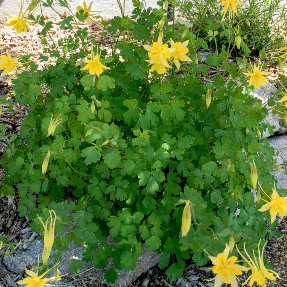 Cluster of green leaves and yellow flowers in a garden bed.