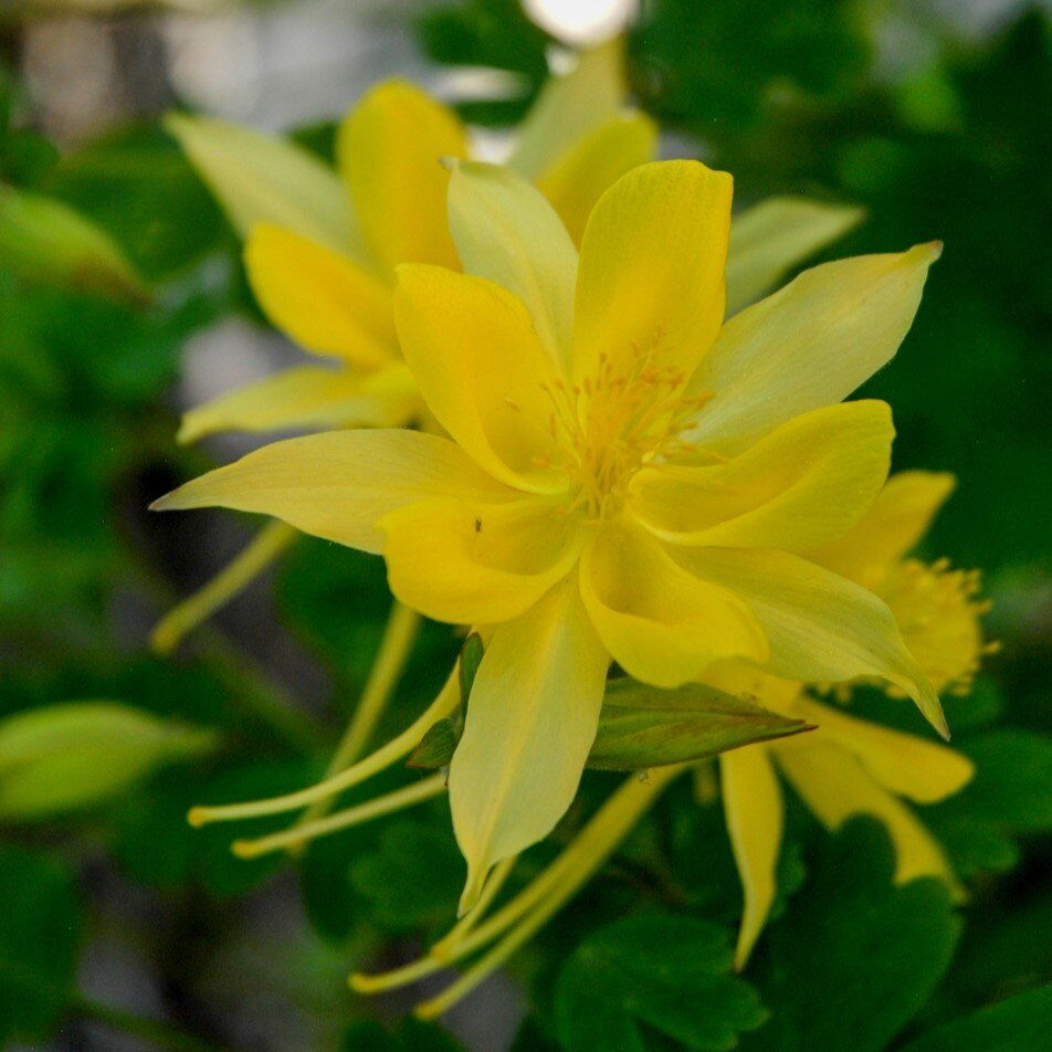 Close-up of a bright yellow flower with slender petals and visible stamens against a green background.