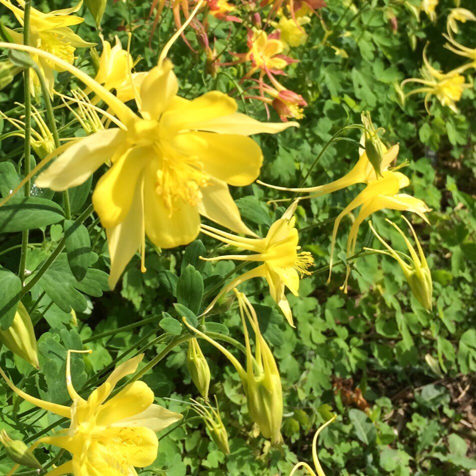 Yellow columbine flowers with elongated petals and spurs against green foliage.