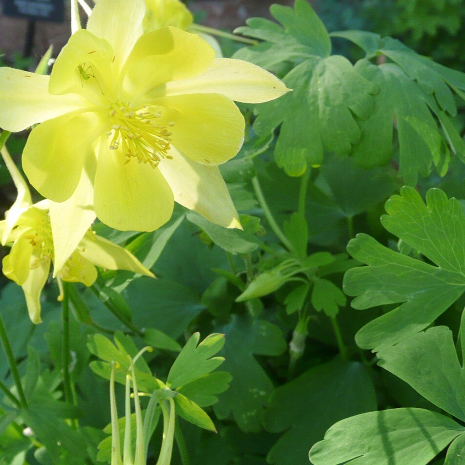 Yellow columbine flower with green leaves.