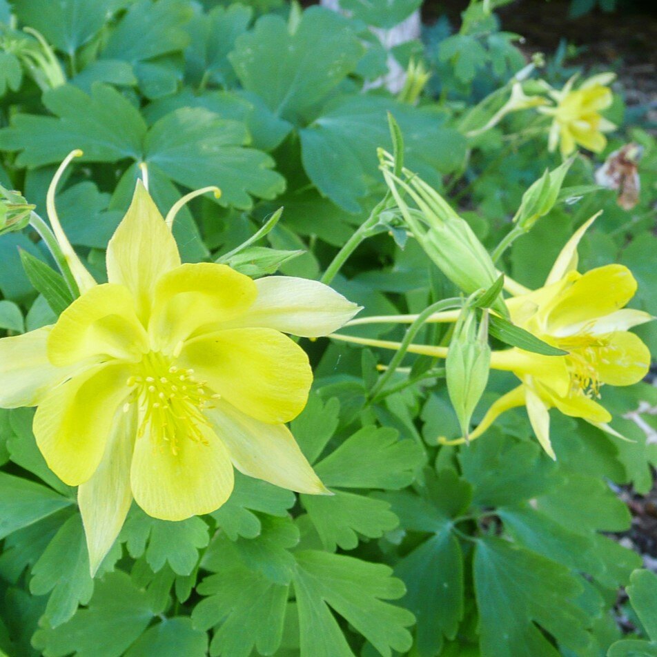 Close-up of bright yellow columbine flowers with green foliage.
