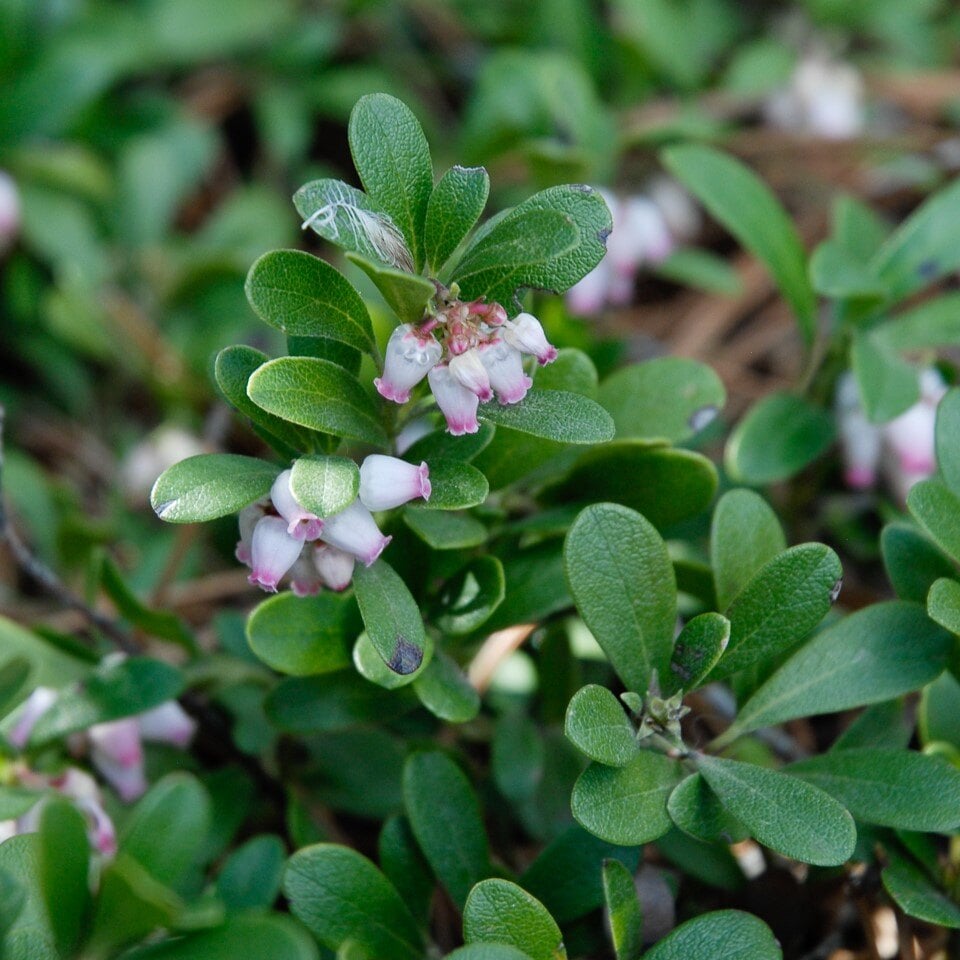 Close-up of a plant with green leaves and small pink-tipped white flowers.