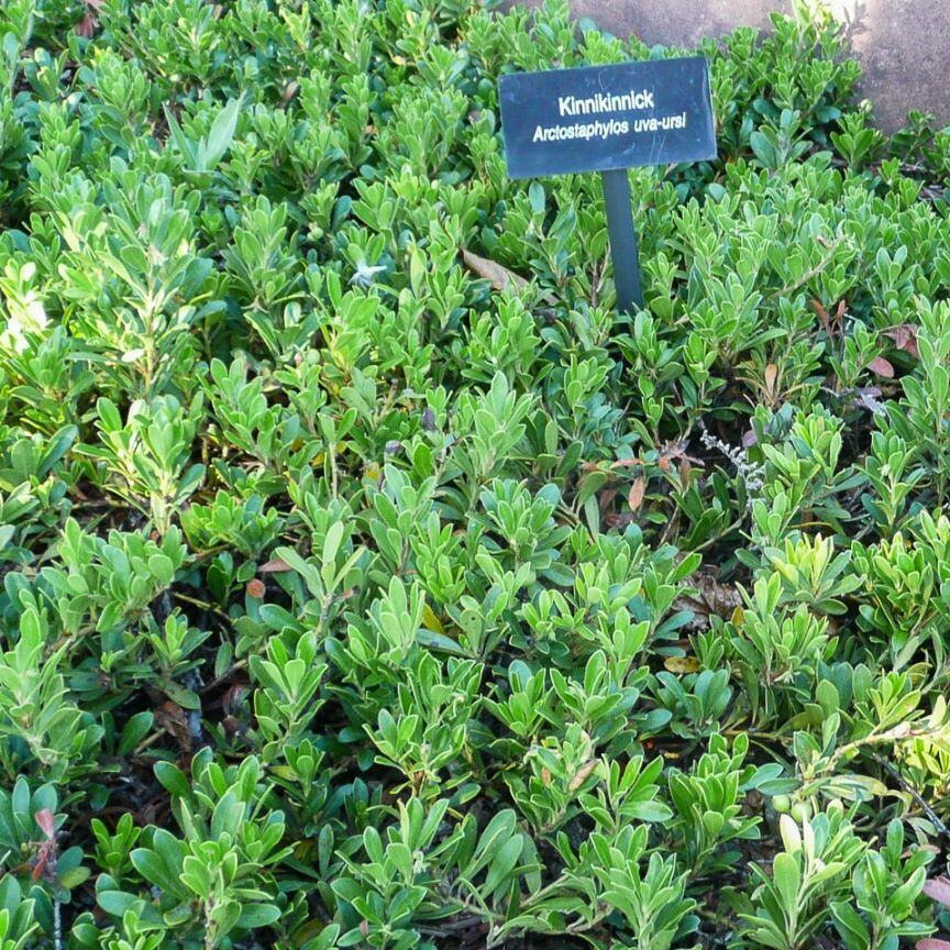 Close-up of a plant with green leaves and small pink-tipped white flowers.