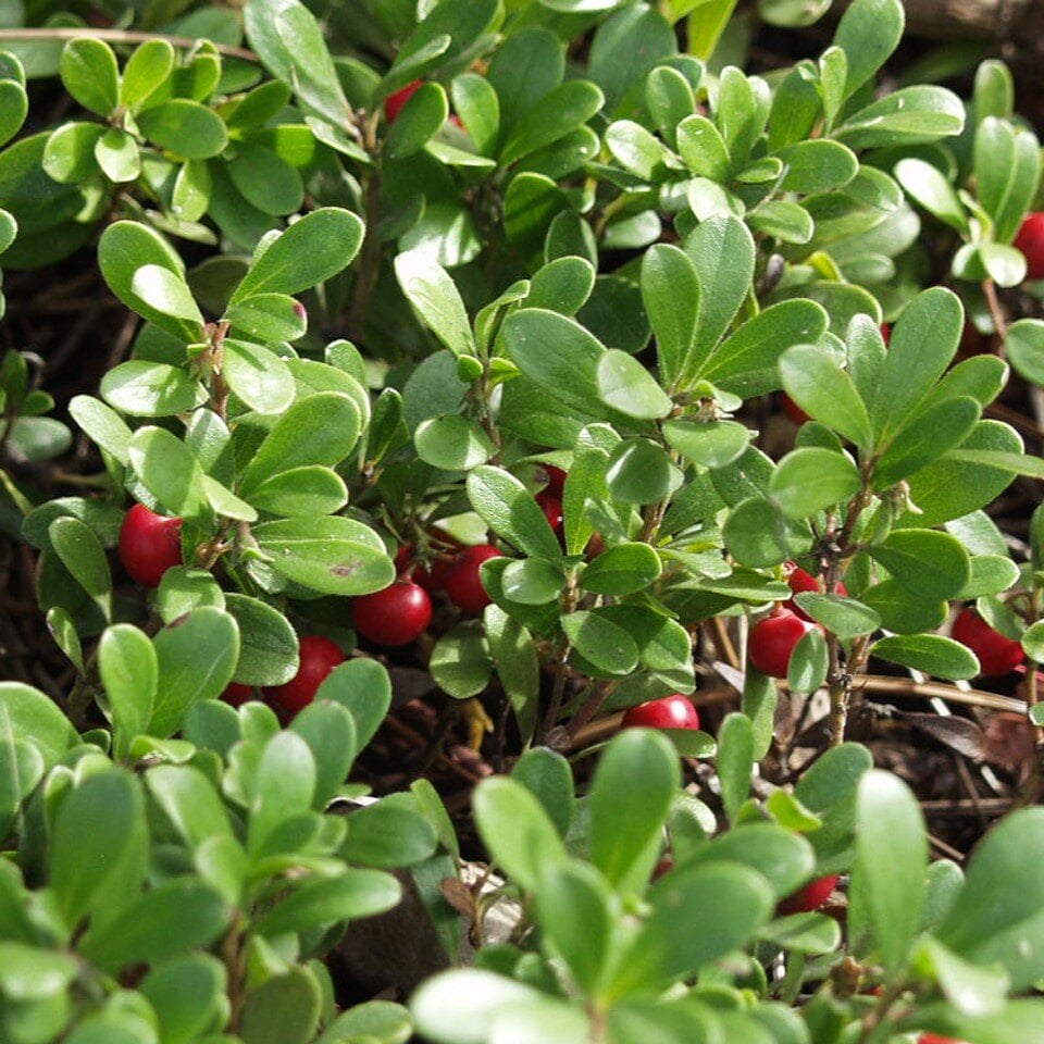 Dense green leaves with small red berries.