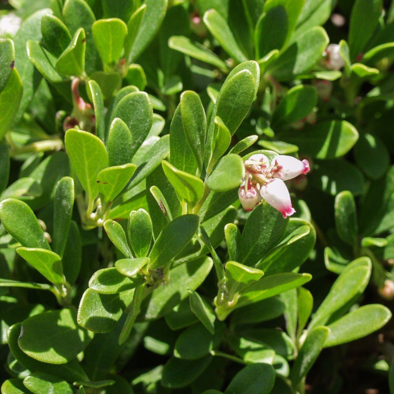 Close-up of a green leafy plant with small white and pink flowers.
