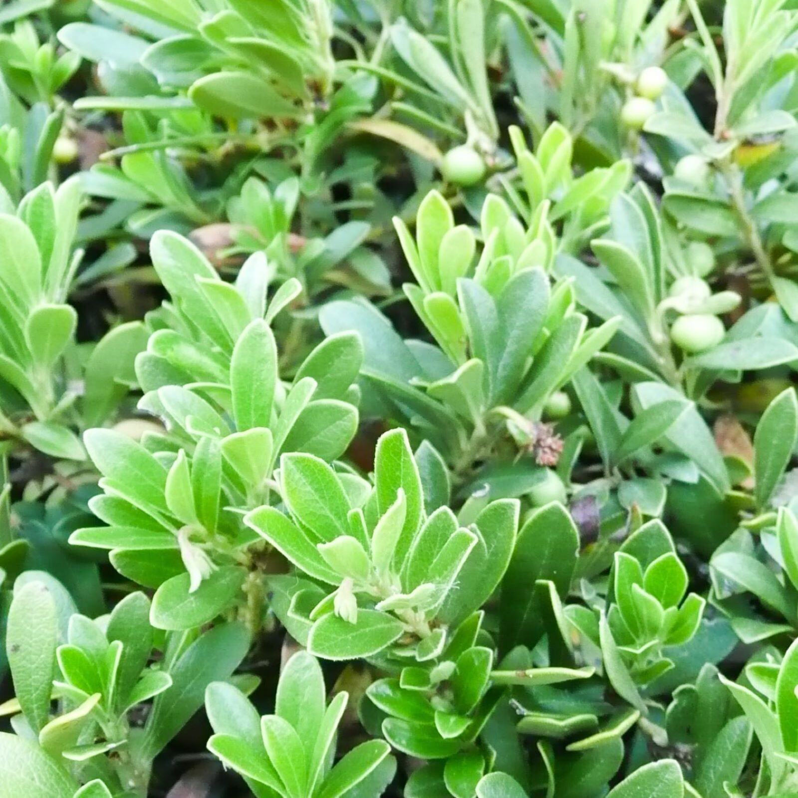 A cluster of green, oval-shaped leaves with a few small berries in the background.