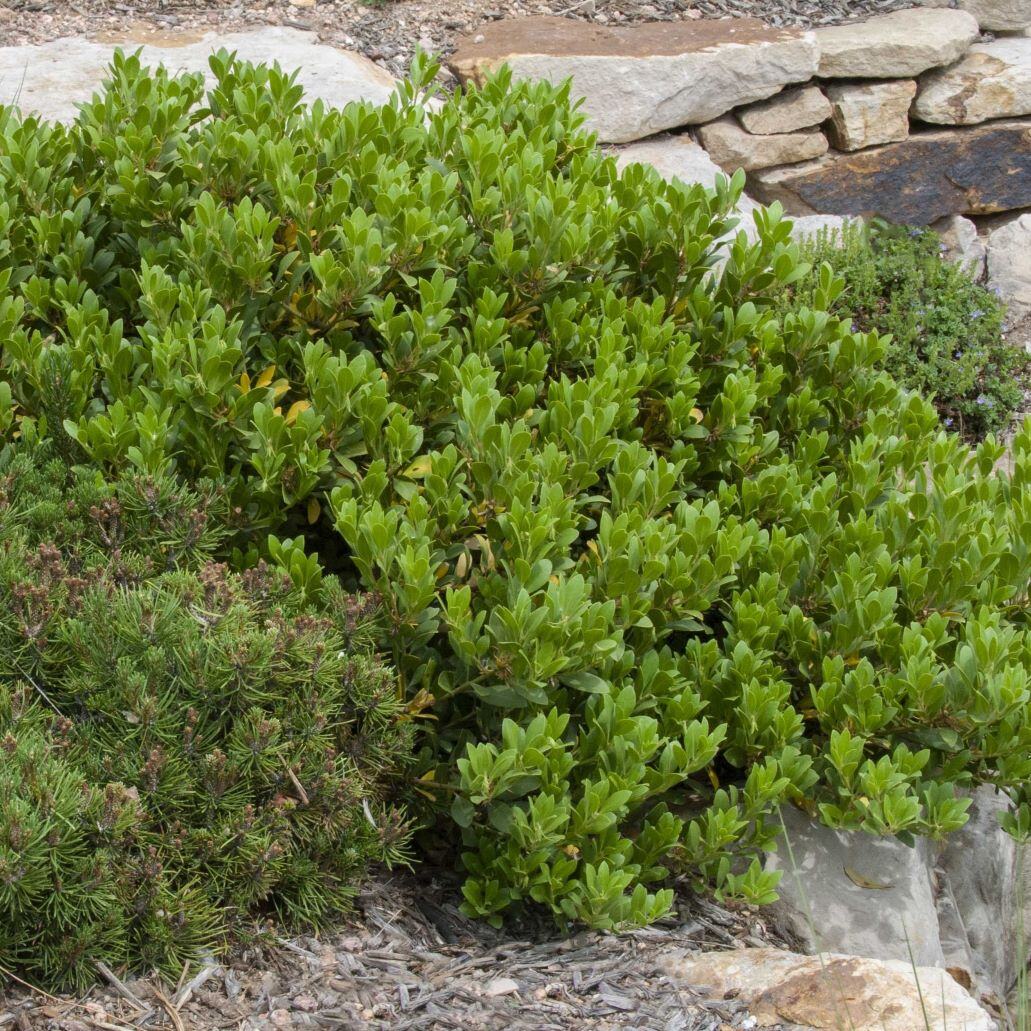 Mock Bearberry Manzanita