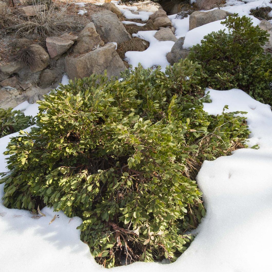 A green shrub with oval leaves surrounded by snow and rocks.