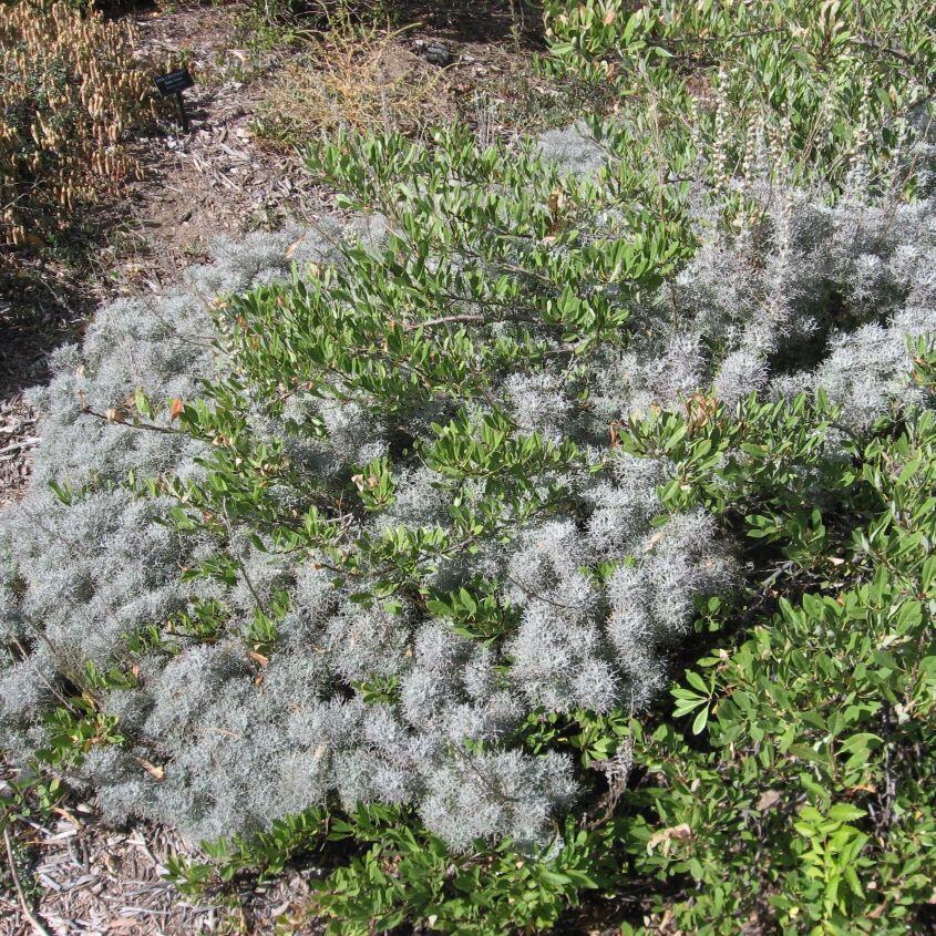 Dense groundcover with gray and green foliage in a garden.