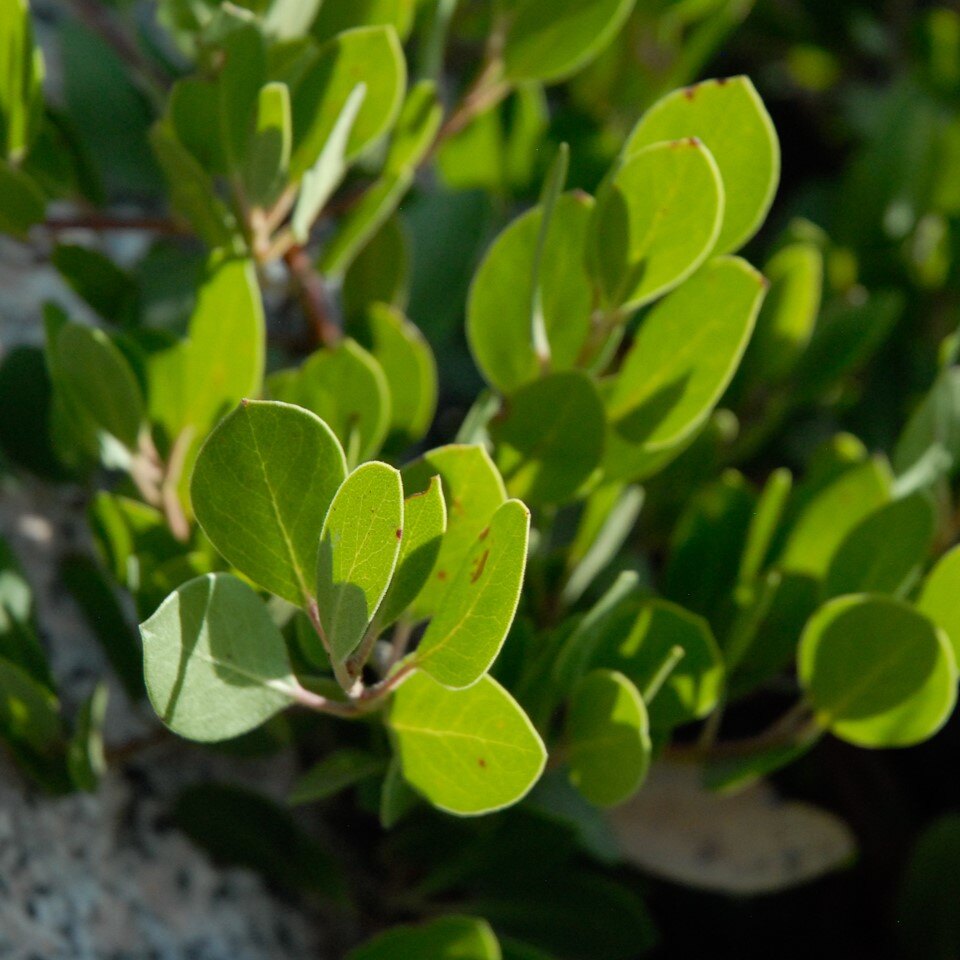Close-up of green leaves with a smooth, oval shape and bright sunlight.