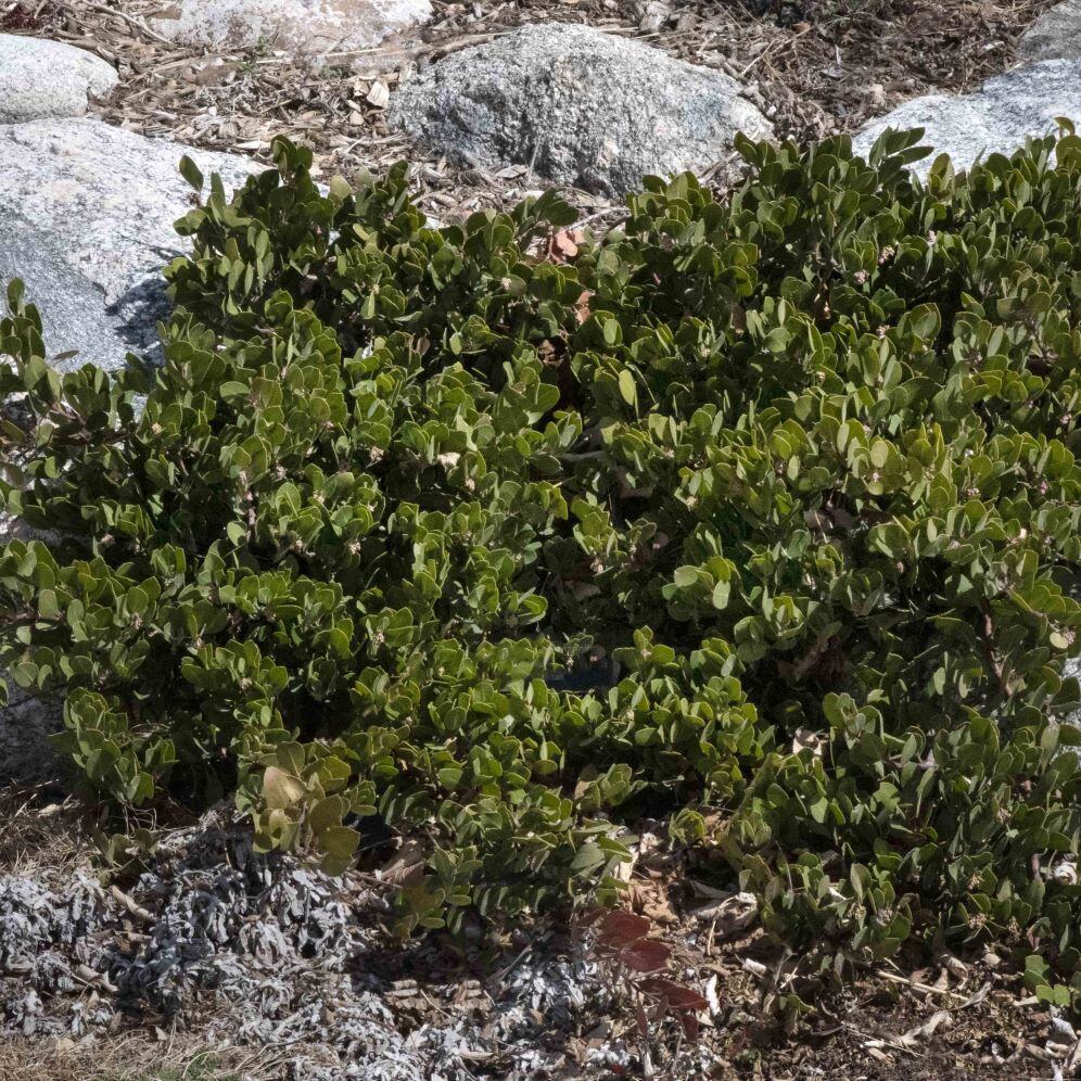 Dense shrub with green leaves in a rocky garden setting.