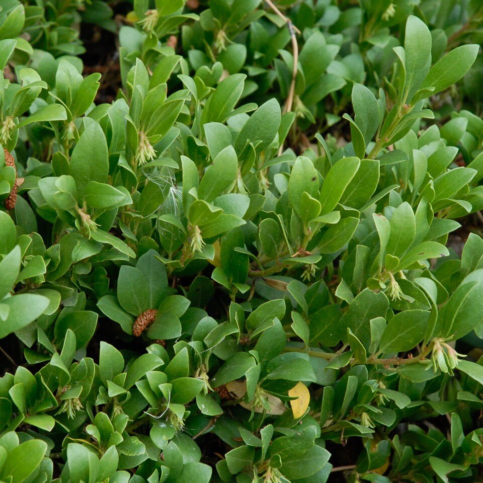A dense cluster of small green leaves with brown seed-like structures.