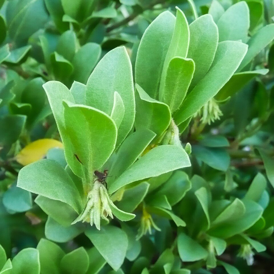A close-up of green leaves with a small brown insect on one leaf.