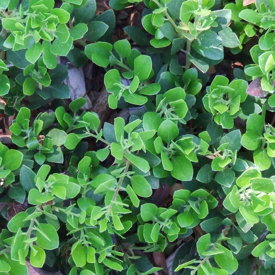 Close-up of dense, green plant foliage with small, rounded leaves.