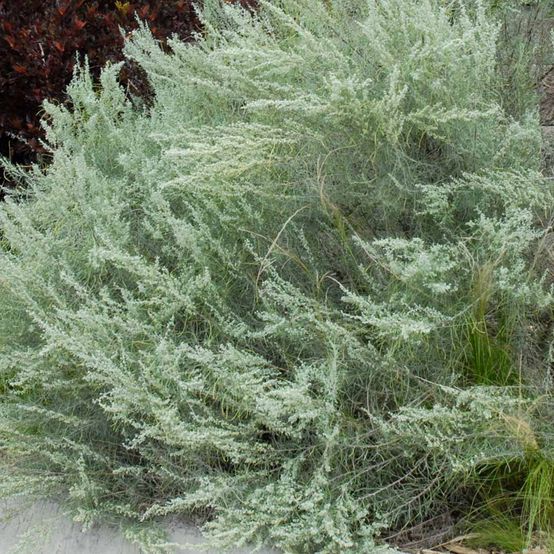 Artemisia-filifolia-(1)