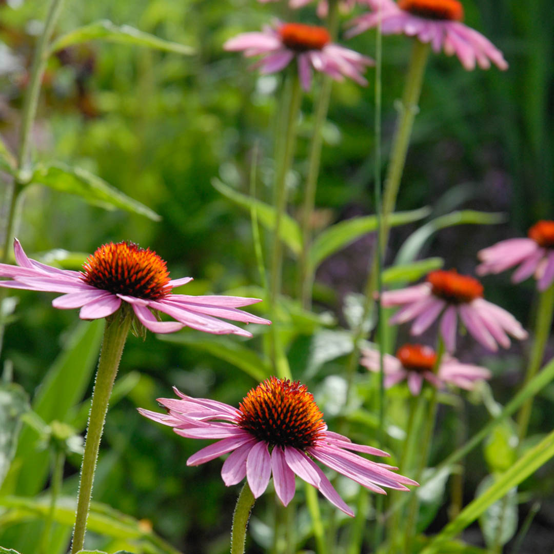 Echinacea-purpurea-Magnus-(4)