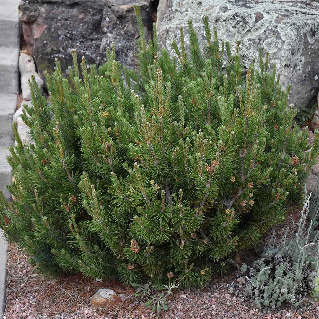 Mops Dwarf Mugo Pine
