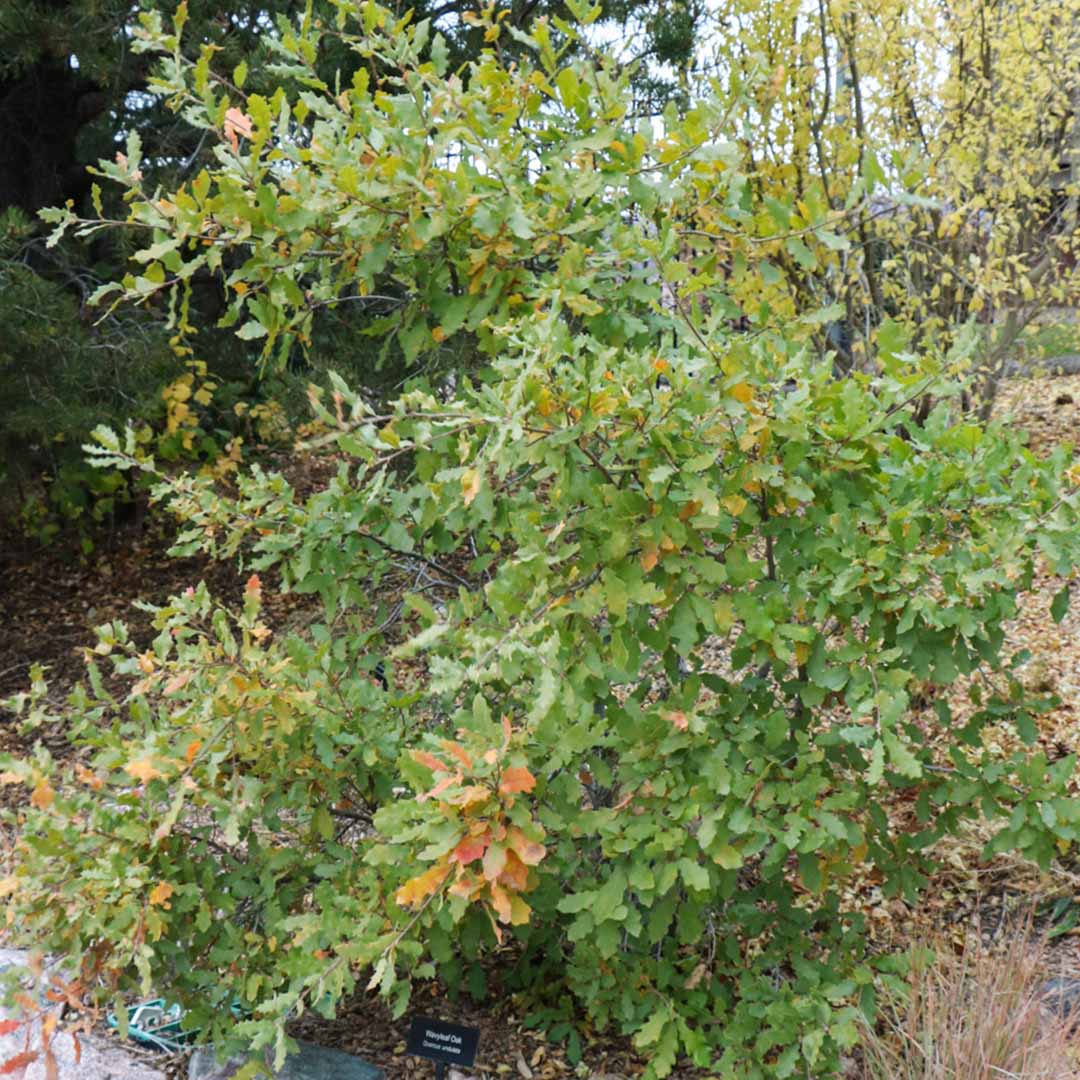Quercus-x-undulata-(4)