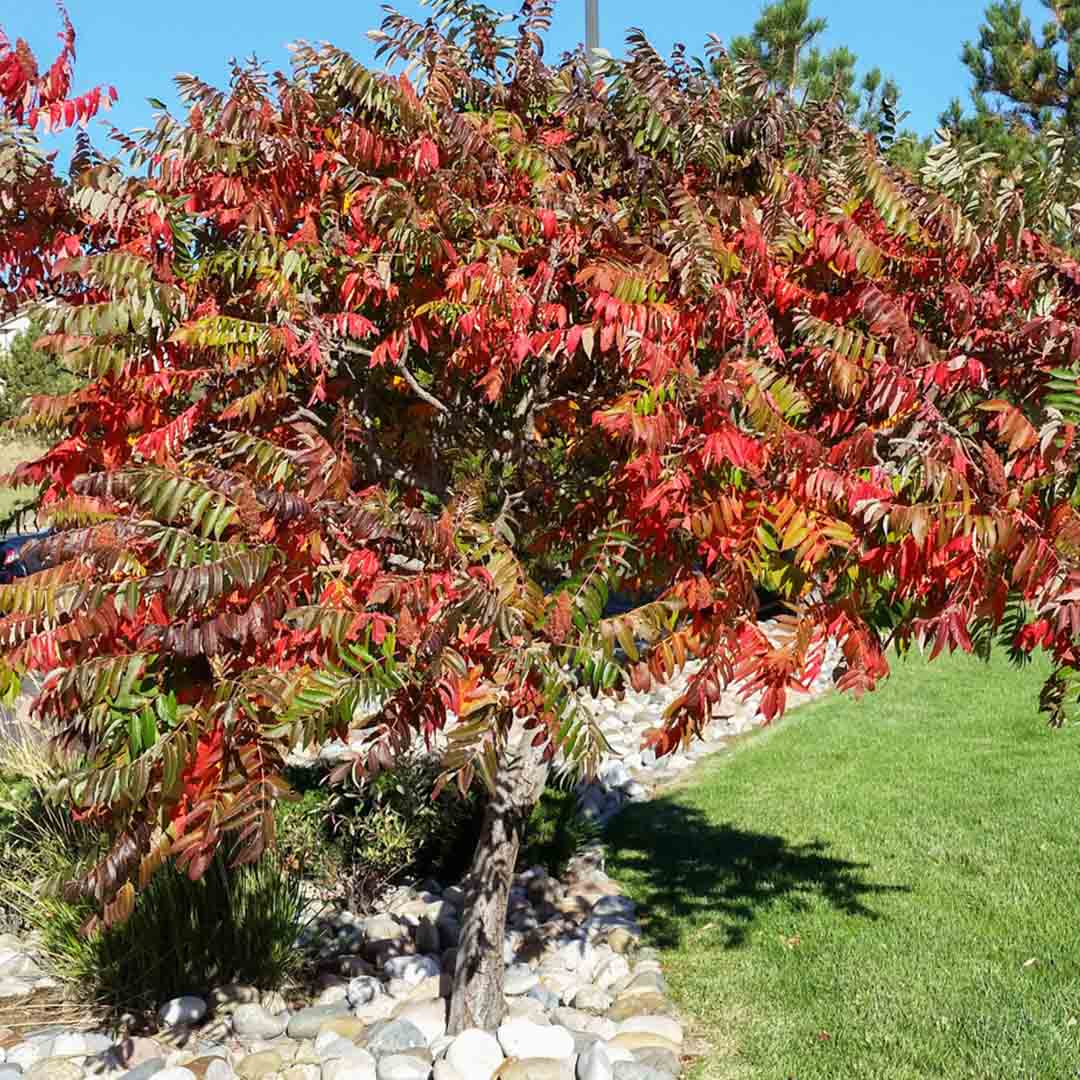 Rhus-typhina-(6)