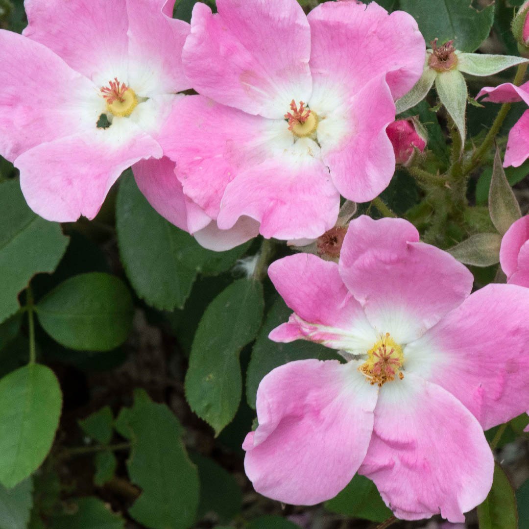 Rosa-Nearly-Wild-(1)