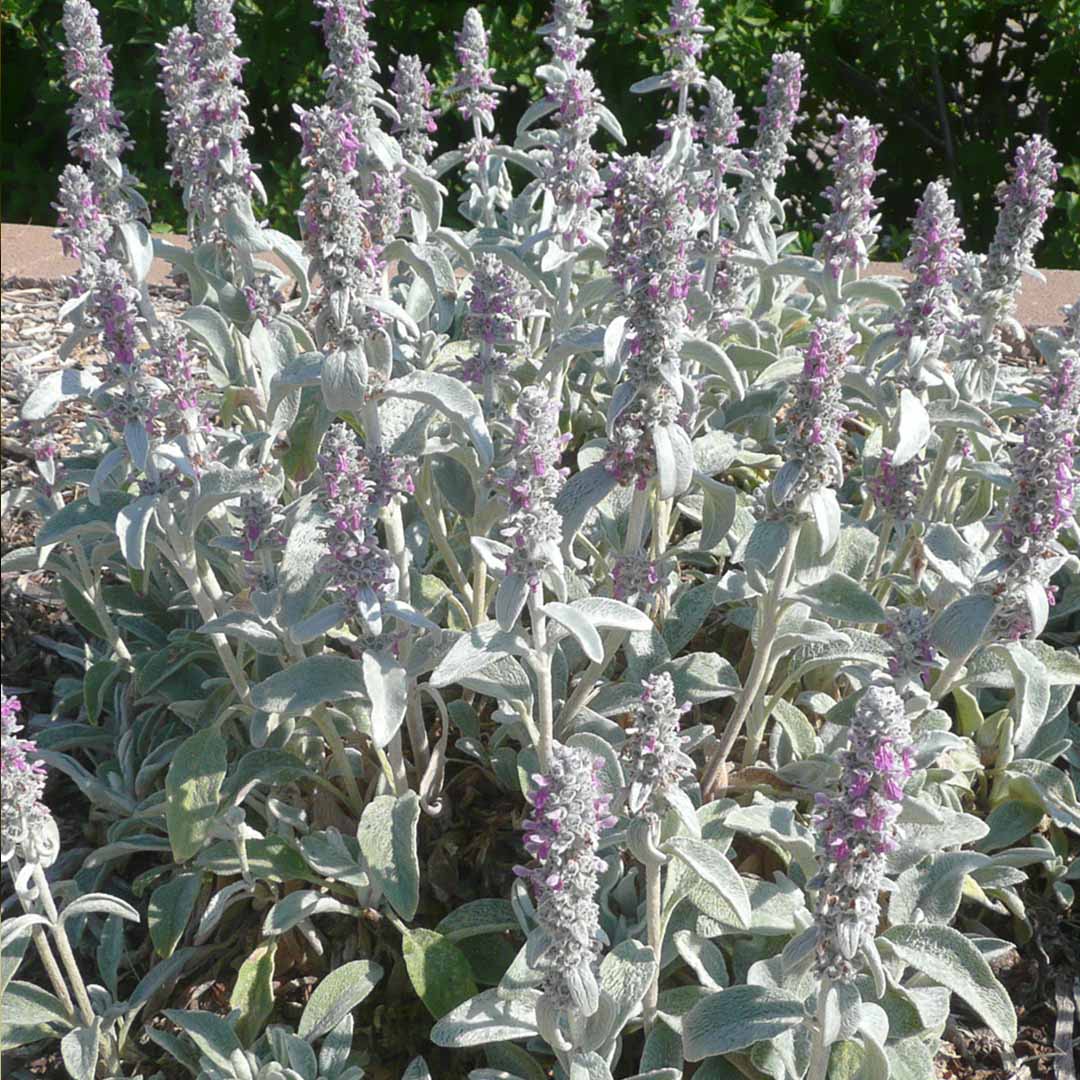 Stachys-byzantina-(3)