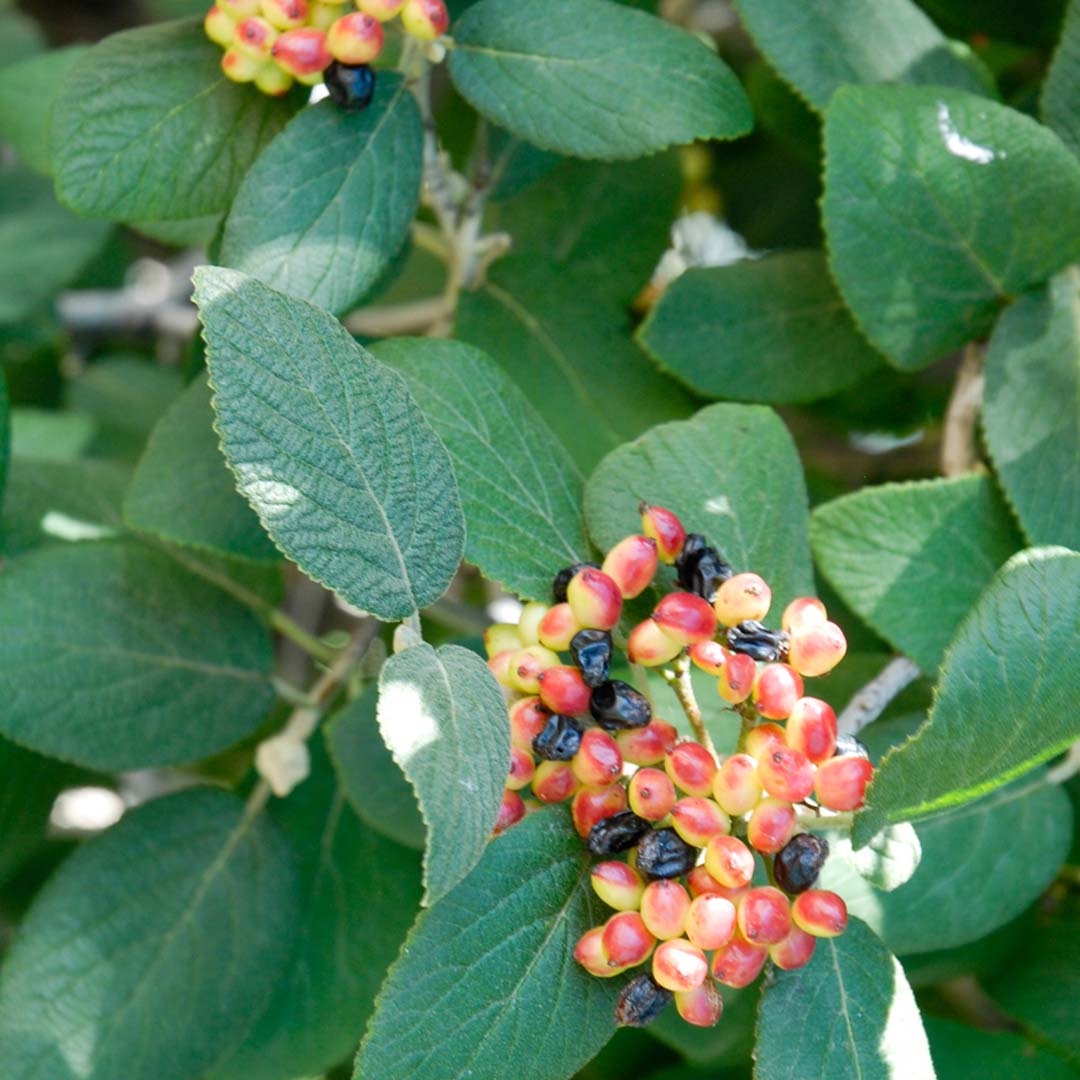 Viburnum-lantana-(7)