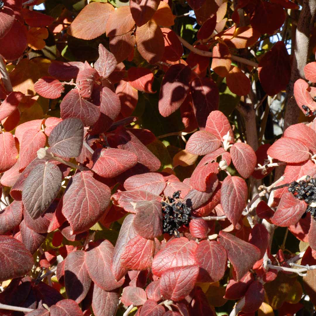Viburnum-lantana-(8)