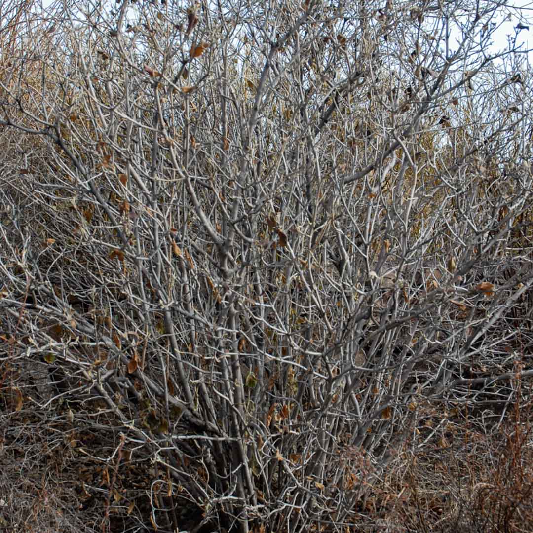 Viburnum-lantana-(9)