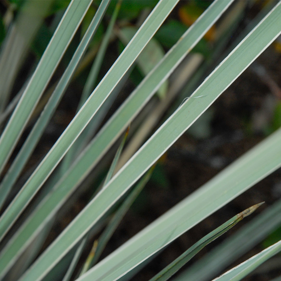 Yucca-glauca-(6)
